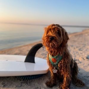 Meet your Posher, Ian